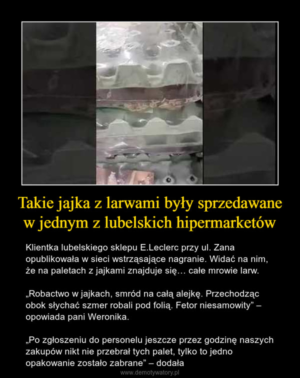 Takie jajka z larwami były sprzedawane w jednym z lubelskich hipermarketów – Klientka lubelskiego sklepu E.Leclerc przy ul. Zana opublikowała w sieci wstrząsające nagranie. Widać na nim, że na paletach z jajkami znajduje się… całe mrowie larw.„Robactwo w jajkach, smród na całą alejkę. Przechodząc obok słychać szmer robali pod folią. Fetor niesamowity” – opowiada pani Weronika.„Po zgłoszeniu do personelu jeszcze przez godzinę naszych zakupów nikt nie przebrał tych palet, tylko to jedno opakowanie zostało zabrane” – dodała 