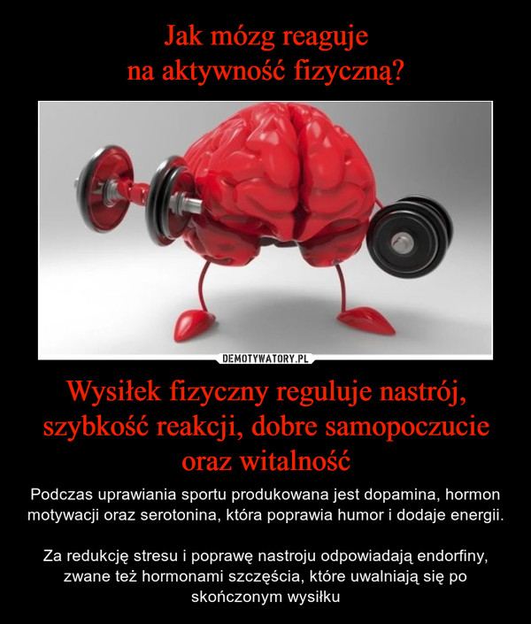 Wysiłek fizyczny reguluje nastrój, szybkość reakcji, dobre samopoczucie oraz witalność – Podczas uprawiania sportu produkowana jest dopamina, hormon motywacji oraz serotonina, która poprawia humor i dodaje energii.Za redukcję stresu i poprawę nastroju odpowiadają endorfiny, zwane też hormonami szczęścia, które uwalniają się po skończonym wysiłku 