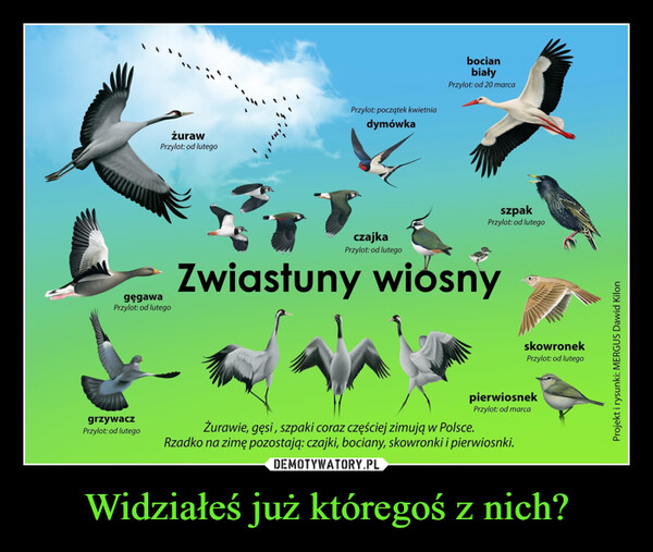 Widziałeś już któregoś z nich? –  żurawPrzylot: od lutegogęgawaPrzylot: od lutegogrzywaczPrzylot: od lutegoPrzylot: początek kwietniadymówkabocianbiałyPrzylot: od 20 marcaszpakPrzylot: od lutegoczajkaPrzylot: od lutegoZwiastuny wiosny1skowronekPrzylot: od lutegopierwiosnekPrzylot: od marcaŻurawie, gęsi, szpaki coraz częściej zimują w Polsce.Rzadko na zimę pozostają: czajki, bociany, skowronki i pierwiosnki.Projekt i rysunki: MERGUS Dawid Kilon