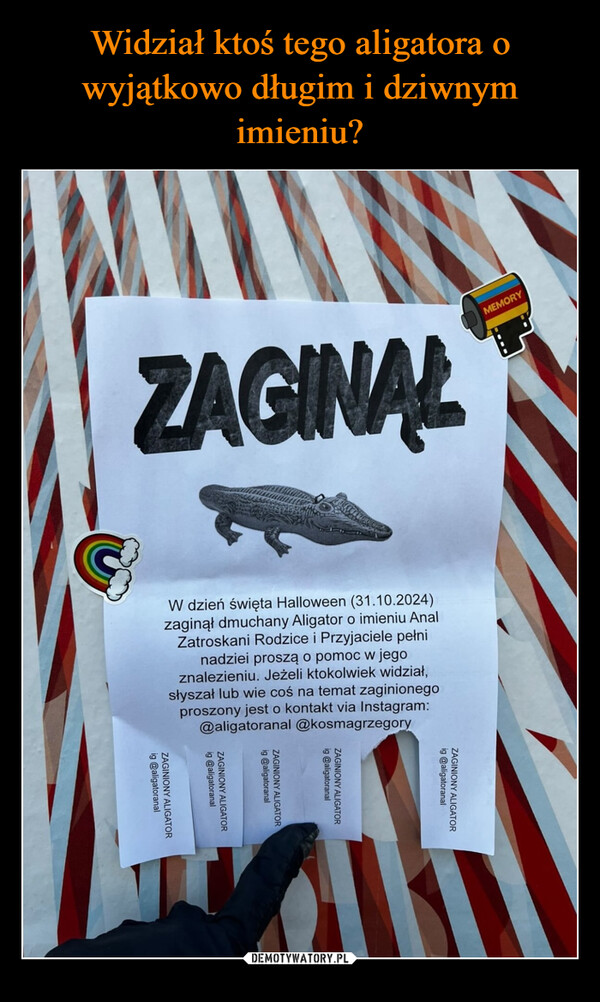  –  ZAGINALMEMORYW dzień święta Halloween (31.10.2024)zaginął dmuchany Aligator o imieniu AnalZatroskani Rodzice i Przyjaciele pełninadziei proszą o pomoc w jegoznalezieniu. Jeżeli ktokolwiek widział,słyszał lub wie coś na temat zaginionegoproszony jest o kontakt via Instagram:@aligatoranal@kosmagrzegoryig @aligatoranalZAGINIONY ALIGATORig @aligatoranalZAGINIONY ALIGATORig@aligatoranalZAGINIONY ALIGATORig@aligatoranalZAGINIONY ALIGATORig@aligatoranalZAGINIONY ALIGATOR