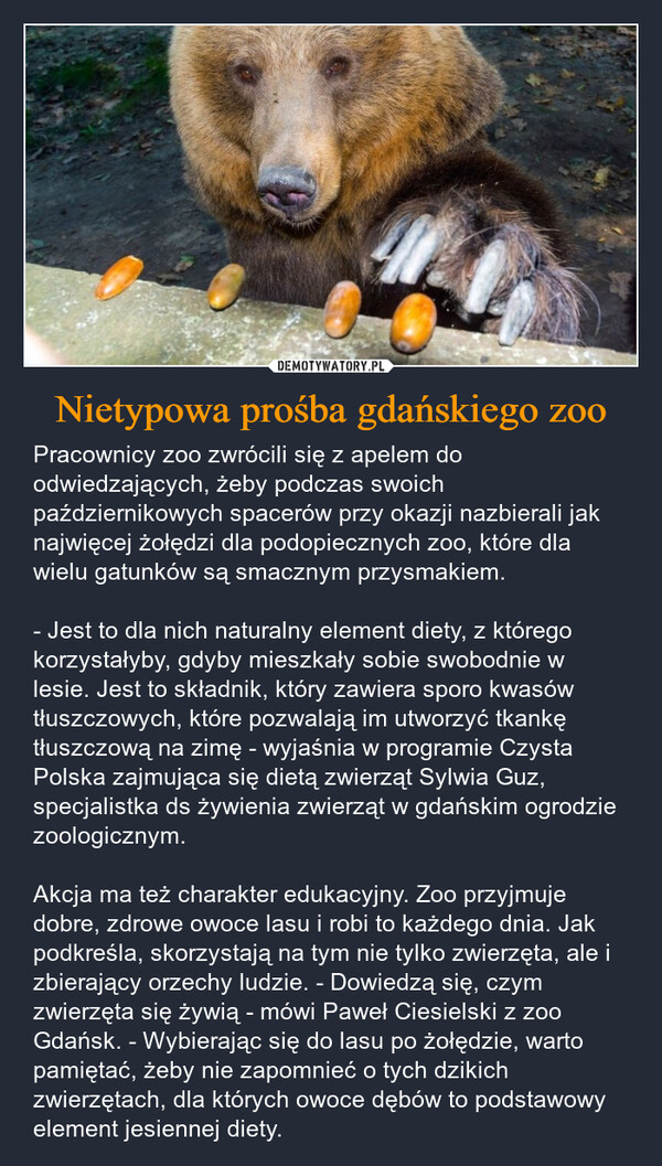 Nietypowa prośba gdańskiego zoo – Pracownicy zoo zwrócili się z apelem do odwiedzających, żeby podczas swoich październikowych spacerów przy okazji nazbierali jak najwięcej żołędzi dla podopiecznych zoo, które dla wielu gatunków są smacznym przysmakiem. - Jest to dla nich naturalny element diety, z którego korzystałyby, gdyby mieszkały sobie swobodnie w lesie. Jest to składnik, który zawiera sporo kwasów tłuszczowych, które pozwalają im utworzyć tkankę tłuszczową na zimę - wyjaśnia w programie Czysta Polska zajmująca się dietą zwierząt Sylwia Guz, specjalistka ds żywienia zwierząt w gdańskim ogrodzie zoologicznym.Akcja ma też charakter edukacyjny. Zoo przyjmuje dobre, zdrowe owoce lasu i robi to każdego dnia. Jak podkreśla, skorzystają na tym nie tylko zwierzęta, ale i zbierający orzechy ludzie. - Dowiedzą się, czym zwierzęta się żywią - mówi Paweł Ciesielski z zoo Gdańsk. - Wybierając się do lasu po żołędzie, warto pamiętać, żeby nie zapomnieć o tych dzikich zwierzętach, dla których owoce dębów to podstawowy element jesiennej diety. 