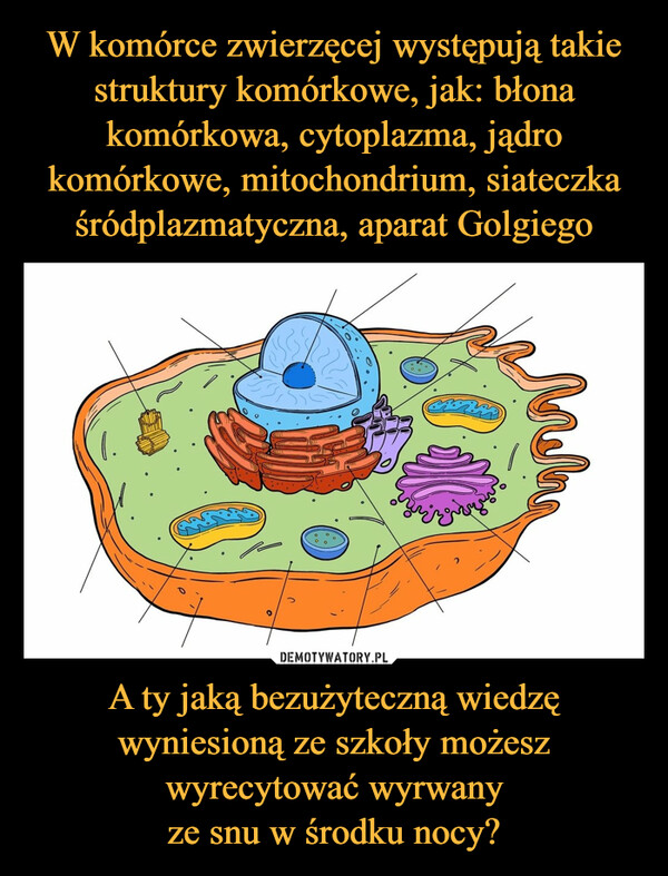 A ty jaką bezużyteczną wiedzę wyniesioną ze szkoły możesz wyrecytować wyrwanyze snu w środku nocy? –  O0maj