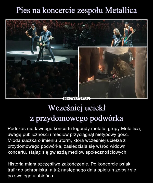 Wcześniej uciekłz przydomowego podwórka – Podczas niedawnego koncertu legendy metalu, grupy Metallica, uwagę publiczności i mediów przyciągnął nietypowy gość.Młoda suczka o imieniu Storm, która wcześniej uciekła z przydomowego podwórka, zasiedziała się wśród widowni koncertu, stając się gwiazdą mediów społecznościowych.Historia miała szczęśliwe zakończenie. Po koncercie psiaktrafił do schroniska, a już następnego dnia opiekun zgłosił siępo swojego ulubieńca Podczas niedawnego koncertu legendy metalu, grupy Metallica, uwagę publiczności i mediów przyciągnął nietypowy gość. Młoda suczka o imieniu Storm, która wcześniej uciekła z przydomowego podwórka, zasiedziała się wśród widowni koncertu, stając się gwiazdą mediów społecznościowyc