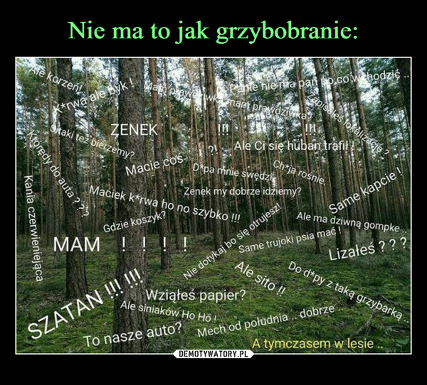  –  Ate korzeń!Którędy do auta???Kania czerwieniejącaK*rwa ale byk !Sitaki też bierzemy?MAMMath powewk-mani prawdziwkaZENEKMacie cośGdzie koszyk?Maciek k*rwa ho no szybko !!!To naszePanie nie ma pan mo.cow hodzićSZATAN !!! !!!D*pa mnie swędzizenek my dobrze idziemy?Ale siniaków Ho Hō!auto?INAle Ci sie huban trafil!Ch*ja rośnie.Wziąłeś papier?zapisales lokalizację?Ale sito !!Ale ma dziwną gompkeLizałeś ? ??Same trujoki psia mać!Nie dotykaj bo się otrujesz!Same kapcieDo d*py z taką grzybarką.Mech od południa.. dobrzeA tymczasem w lesie