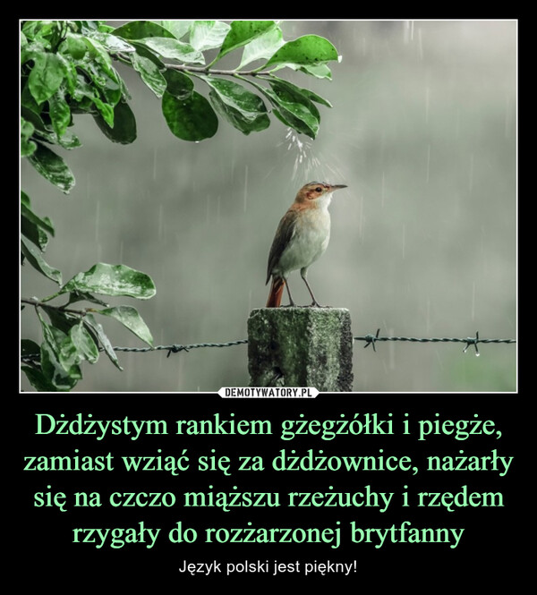 Dżdżystym rankiem gżegżółki i piegże, zamiast wziąć się za dżdżownice, nażarły się na czczo miąższu rzeżuchy i rzędem rzygały do rozżarzonej brytfanny – Język polski jest piękny! 