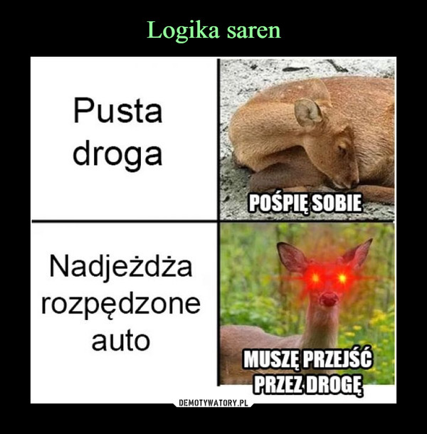  –  Pusta EdrogaPOŚPIESOBIENadjeżdżarozpędzoneautoMUSZE PRZEISCPRZEZ DROGE