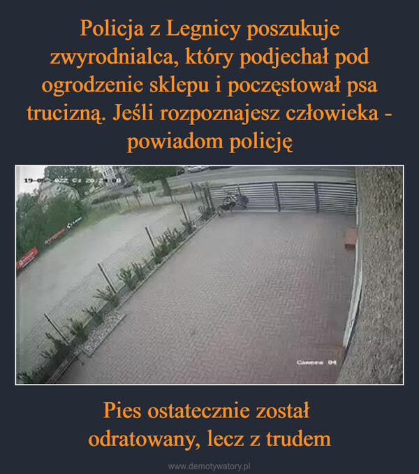 Pies ostatecznie został odratowany, lecz z trudem –  