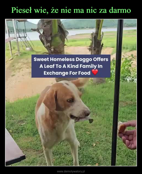  –  Sweet Homeless Doggo OffersA Leaf To A Kind Family InExchange For Food