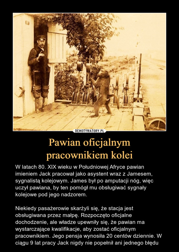 Pawian oficjalnympracownikiem kolei – W latach 80. XIX wieku w Południowej Afryce pawian imieniem Jack pracował jako asystent wraz z Jamesem, sygnalistą kolejowym. James był po amputacji nóg, więc uczył pawiana, by ten pomógł mu obsługiwać sygnały kolejowe pod jego nadzorem.Niekiedy pasażerowie skarżyli się, że stacja jest obsługiwana przez małpę. Rozpoczęto oficjalne dochodzenie, ale władze upewniły się, że pawian ma wystarczające kwalifikacje, aby zostać oficjalnym pracownikiem. Jego pensja wynosiła 20 centów dziennie. W ciągu 9 lat pracy Jack nigdy nie popełnił ani jednego błędu 