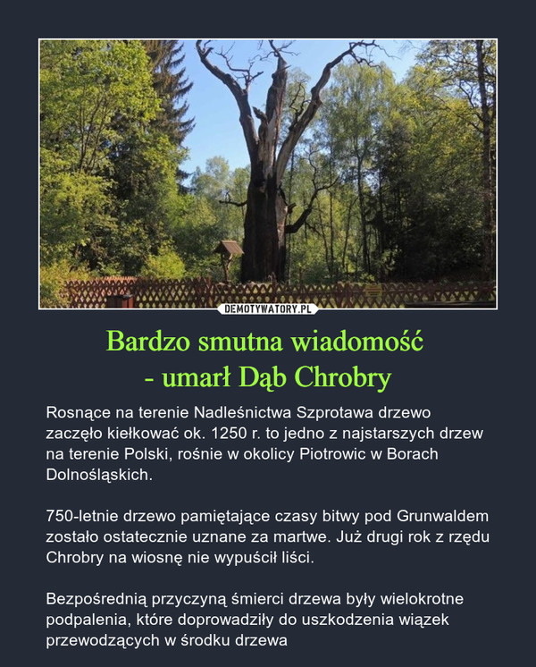 Bardzo smutna wiadomość - umarł Dąb Chrobry – Rosnące na terenie Nadleśnictwa Szprotawa drzewo zaczęło kiełkować ok. 1250 r. to jedno z najstarszych drzew na terenie Polski, rośnie w okolicy Piotrowic w Borach Dolnośląskich. 750-letnie drzewo pamiętające czasy bitwy pod Grunwaldem zostało ostatecznie uznane za martwe. Już drugi rok z rzędu Chrobry na wiosnę nie wypuścił liści.Bezpośrednią przyczyną śmierci drzewa były wielokrotne podpalenia, które doprowadziły do uszkodzenia wiązek przewodzących w środku drzewa 