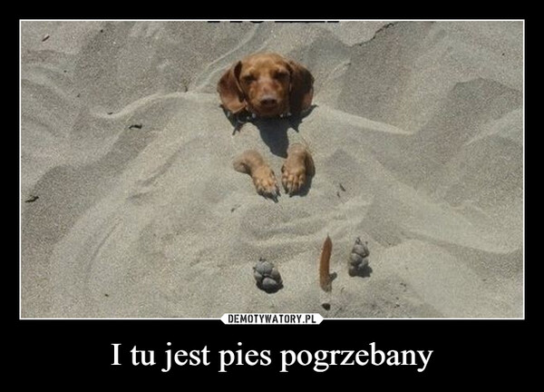 I tu jest pies pogrzebany –  