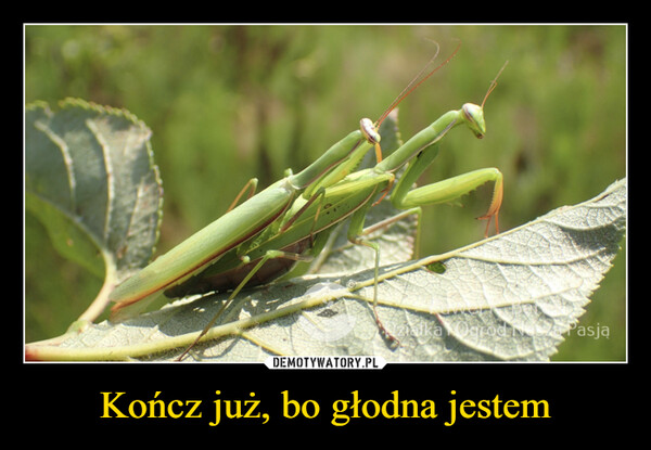 Kończ już, bo głodna jestem –  