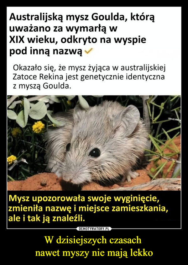 W dzisiejszych czasach nawet myszy nie mają lekko –  Australijską mysz Goulda, którąuważano za wymarłą wXIX wieku, odkryto na wyspiepod inną nazwą✓Okazało się, że mysz żyjąca w australijskiejZatoce Rekina jest genetycznie identycznaz myszą Goulda.Mysz upozorowała swoje wyginięcie,zmieniła nazwę i miejsce zamieszkania,ale i tak ją znaleźli.