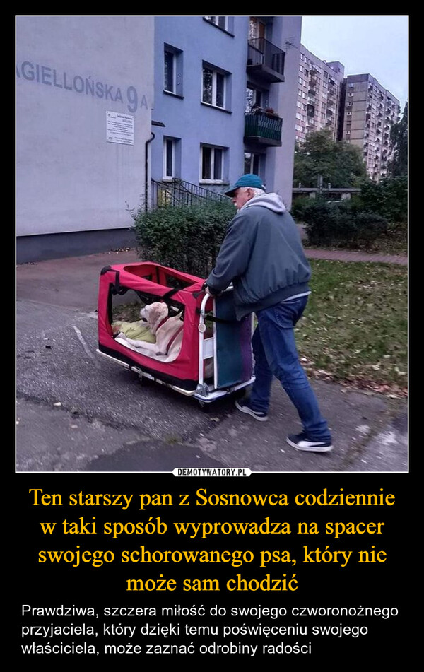 Ten starszy pan z Sosnowca codziennie w taki sposób wyprowadza na spacer swojego schorowanego psa, który nie może sam chodzić – Prawdziwa, szczera miłość do swojego czworonożnego przyjaciela, który dzięki temu poświęceniu swojego właściciela, może zaznać odrobiny radości GIELLOŃSKA 9A