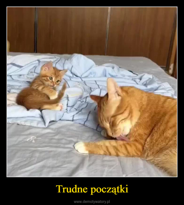 Trudne początki –  