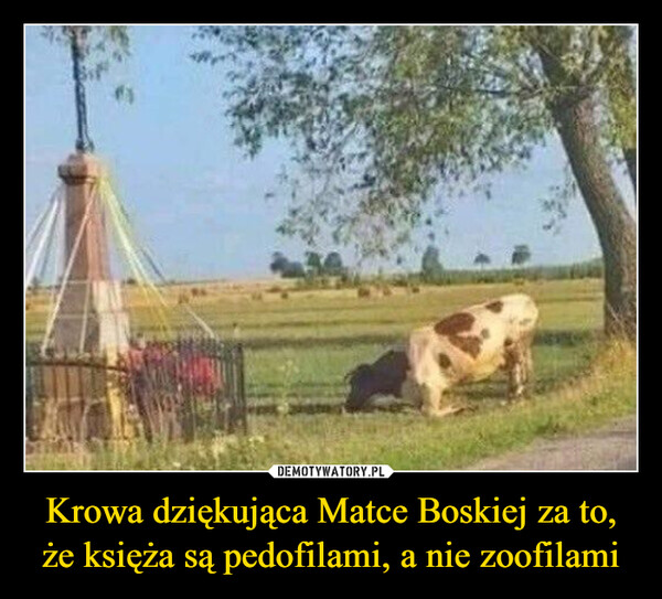 Krowa dziękująca Matce Boskiej za to, że księża są pedofilami, a nie zoofilami –  