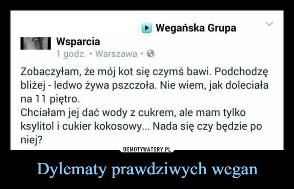 Dylematy prawdziwych wegan –  Wsparcia1 godz. Warszawa -Wegańska GrupaZobaczyłam, że mój kot się czymś bawi. Podchodzębliżej - ledwo żywa pszczoła. Nie wiem, jak doleciałana 11 piętro.Chciałam jej dać wody z cukrem, ale mam tylkoksylitol i cukier kokosowy... Nada się czy będzie poniej?