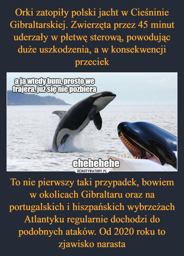 To nie pierwszy taki przypadek, bowiem w okolicach Gibraltaru oraz na portugalskich i hiszpańskich wybrzeżach Atlantyku regularnie dochodzi do podobnych ataków. Od 2020 roku to zjawisko narasta –  a ja wtedy bum, prosto wefrajera, już się nie pozbierachehehehe