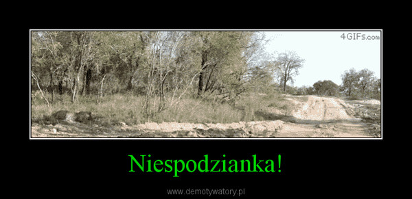 Niespodzianka! –  