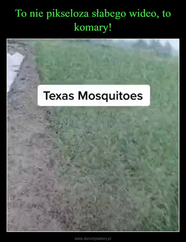  –  Texas Mosquitoes