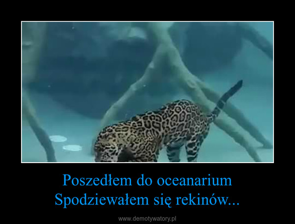 Poszedłem do oceanariumSpodziewałem się rekinów... –  