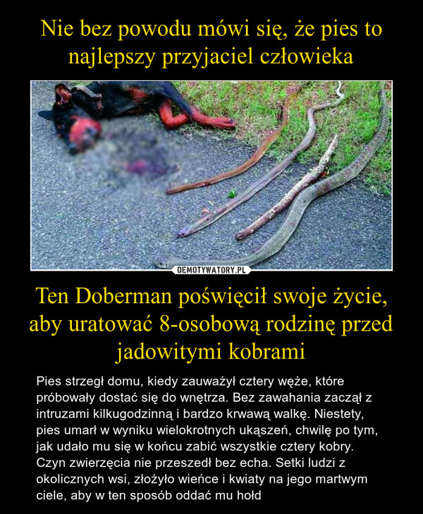 Ten Doberman poświęcił swoje życie, aby uratować 8-osobową rodzinę przed jadowitymi kobrami – Pies strzegł domu, kiedy zauważył cztery węże, które próbowały dostać się do wnętrza. Bez zawahania zaczął z intruzami kilkugodzinną i bardzo krwawą walkę. Niestety, pies umarł w wyniku wielokrotnych ukąszeń, chwilę po tym, jak udało mu się w końcu zabić wszystkie cztery kobry. Czyn zwierzęcia nie przeszedł bez echa. Setki ludzi z okolicznych wsi, złożyło wieńce i kwiaty na jego martwym ciele, aby w ten sposób oddać mu hołd 