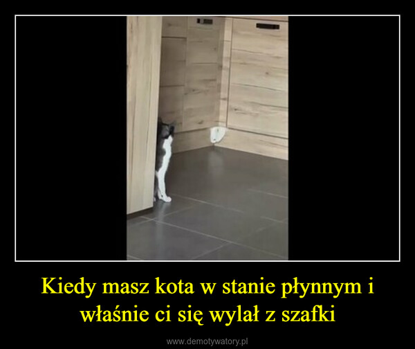 Kiedy masz kota w stanie płynnym i właśnie ci się wylał z szafki –  