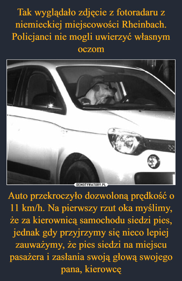 Auto przekroczyło dozwoloną prędkość o 11 km/h. Na pierwszy rzut oka myślimy, że za kierownicą samochodu siedzi pies, jednak gdy przyjrzymy się nieco lepiej zauważymy, że pies siedzi na miejscu pasażera i zasłania swoją głową swojego pana, kierowcę –  