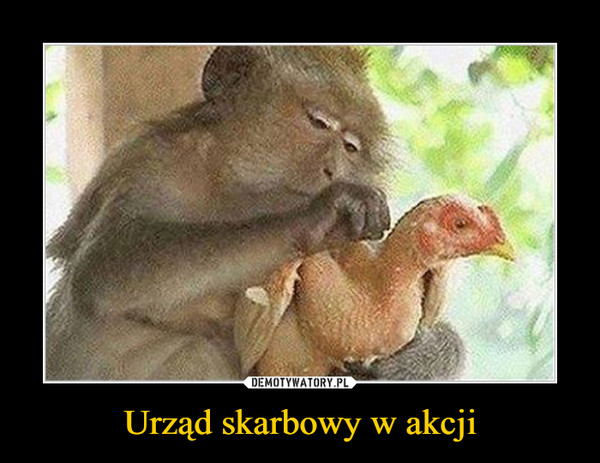 Urząd skarbowy w akcji –  