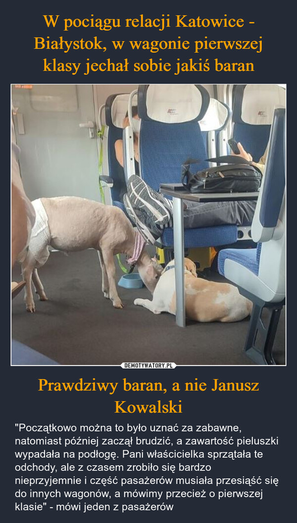 Prawdziwy baran, a nie Janusz Kowalski – "Początkowo można to było uznać za zabawne, natomiast później zaczął brudzić, a zawartość pieluszki wypadała na podłogę. Pani właścicielka sprzątała te odchody, ale z czasem zrobiło się bardzo nieprzyjemnie i część pasażerów musiała przesiąść się do innych wagonów, a mówimy przecież o pierwszej klasie" - mówi jeden z pasażerów 