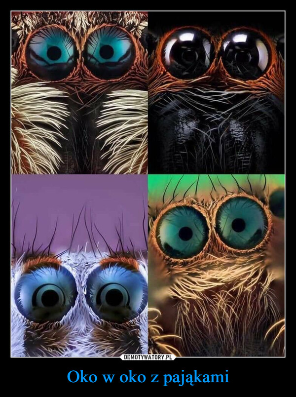 Oko w oko z pająkami –  Close-up photos of spider eyes