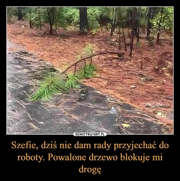 Szefie, dziś nie dam rady przyjechać do roboty. Powalone drzewo blokuje mi drogę –  