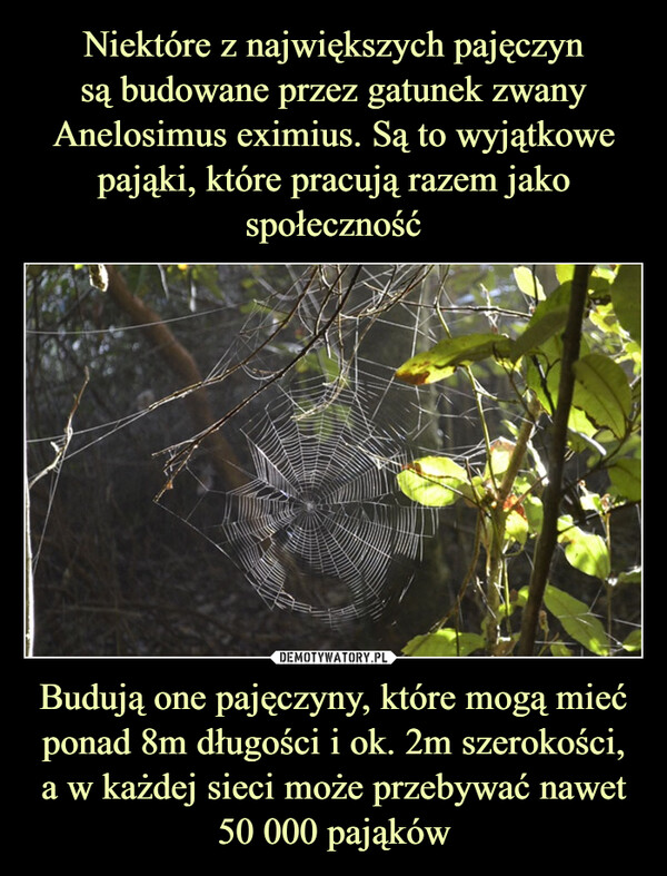 Budują one pajęczyny, które mogą mieć ponad 8m długości i ok. 2m szerokości,a w każdej sieci może przebywać nawet50 000 pająków –  