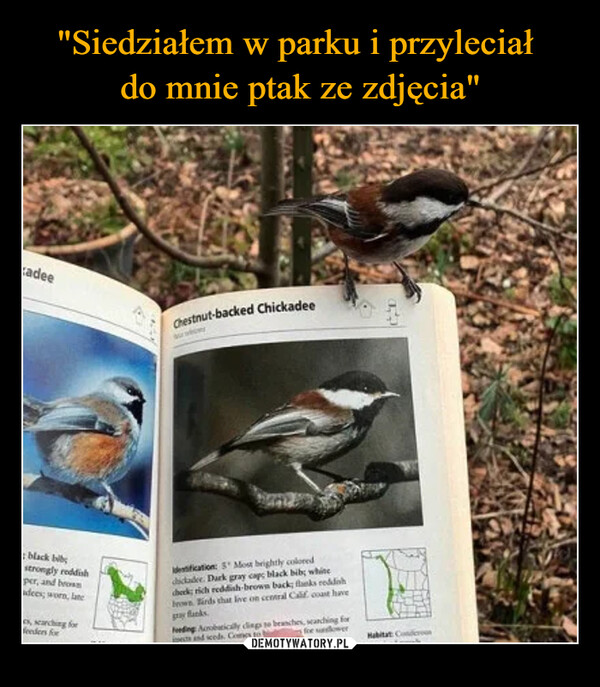  –  cadeeMack bibstrongly reddishper, and browndees, worlateeanching forders forChestnut-backed Chickadeedification: 5 Most brightly coloreddickader Dark gray capc black bib; whitecheck; rich reddish brown back; flanks reddishhown Birds that live on central Calif, coast havepy Banksding Acrobatically dings so branches, searching forfor dowpects and seeds. Comes toHabitat Co