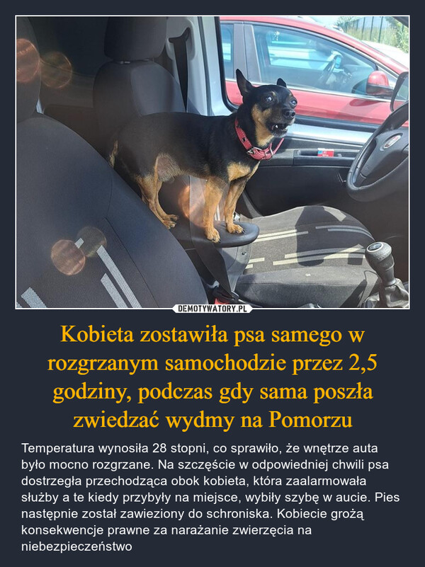 Kobieta zostawiła psa samego w rozgrzanym samochodzie przez 2,5 godziny, podczas gdy sama poszła zwiedzać wydmy na Pomorzu – Temperatura wynosiła 28 stopni, co sprawiło, że wnętrze auta było mocno rozgrzane. Na szczęście w odpowiedniej chwili psa dostrzegła przechodząca obok kobieta, która zaalarmowała służby a te kiedy przybyły na miejsce, wybiły szybę w aucie. Pies następnie został zawieziony do schroniska. Kobiecie grożą konsekwencje prawne za narażanie zwierzęcia na niebezpieczeństwo 