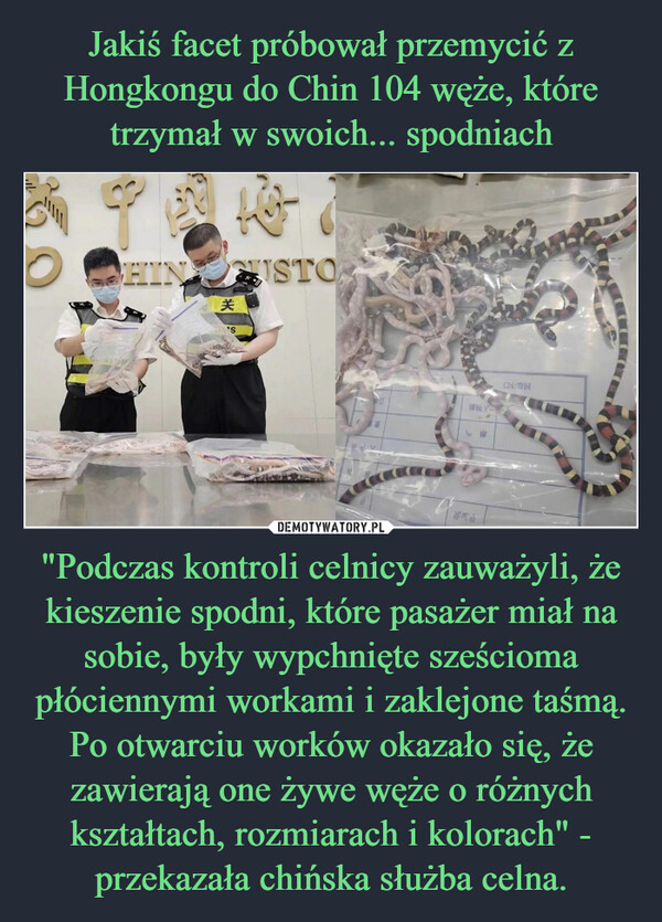 "Podczas kontroli celnicy zauważyli, że kieszenie spodni, które pasażer miał na sobie, były wypchnięte sześcioma płóciennymi workami i zaklejone taśmą. Po otwarciu worków okazało się, że zawierają one żywe węże o różnych kształtach, rozmiarach i kolorach" - przekazała chińska służba celna. –  HIN关'SISTO押枎回