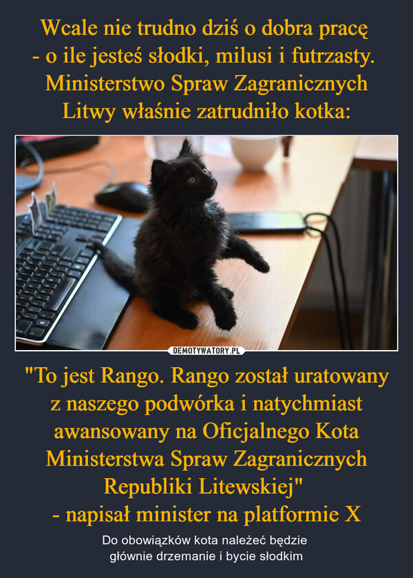 "To jest Rango. Rango został uratowany z naszego podwórka i natychmiast awansowany na Oficjalnego Kota Ministerstwa Spraw Zagranicznych Republiki Litewskiej" - napisał minister na platformie X – Do obowiązków kota należeć będzie głównie drzemanie i bycie słodkim 