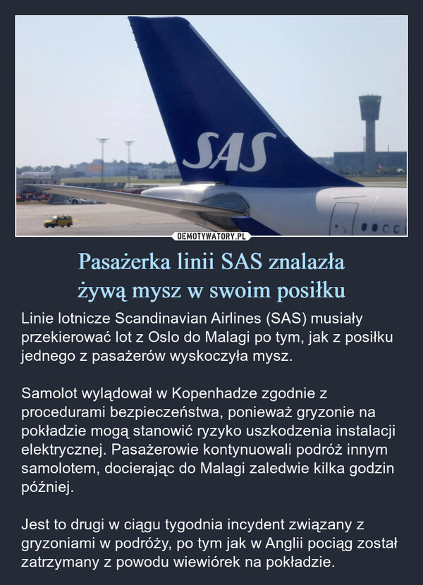 Pasażerka linii SAS znalazłażywą mysz w swoim posiłku – Linie lotnicze Scandinavian Airlines (SAS) musiały przekierować lot z Oslo do Malagi po tym, jak z posiłku jednego z pasażerów wyskoczyła mysz. Samolot wylądował w Kopenhadze zgodnie z procedurami bezpieczeństwa, ponieważ gryzonie na pokładzie mogą stanowić ryzyko uszkodzenia instalacji elektrycznej. Pasażerowie kontynuowali podróż innym samolotem, docierając do Malagi zaledwie kilka godzin później. Jest to drugi w ciągu tygodnia incydent związany z gryzoniami w podróży, po tym jak w Anglii pociąg został zatrzymany z powodu wiewiórek na pokładzie. SAS