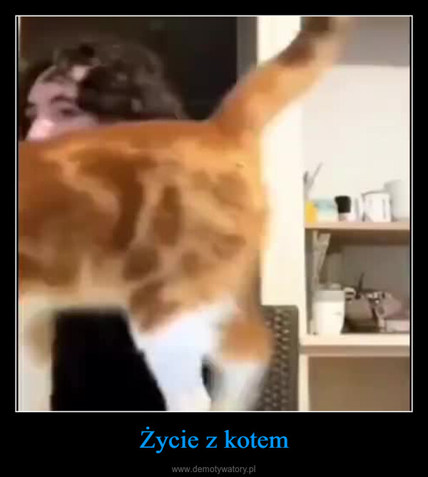 Życie z kotem –  