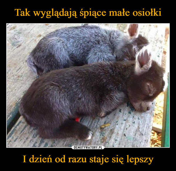 I dzień od razu staje się lepszy –  