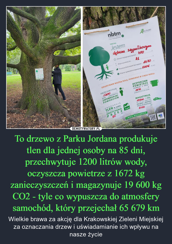 To drzewo z Parku Jordana produkuje tlen dla jednej osoby na 85 dni, przechwytuje 1200 litrów wody, oczyszcza powietrze z 1672 kg zanieczyszczeń i magazynuje 19 600 kg CO2 - tyle co wypuszcza do atmosfery samochód, który przejechał 65 679 km – Wielkie brawa za akcję dla Krakowskiej Zieleni Miejskiej za oznaczania drzew i uświadamianie ich wpływu na nasze życie nbtmnature basedUS FLORISTREETAGJestemdębemszypułkowymO Obwod mojego pnia wynosiMoja wysokość to...40011Powierzchnia maich liści wynosi 1470W pniu i galeziach magazynuję 5006ODGRYWAM WAŻNĄ ROLĘ, PONIEWAŻ W CIĄGU ROKU:PRZECHWYTUJE1200WODOPADOWYCHZAPOBIEGAJĄCPOWODZIOMPRODUKUJETLEN W ILOSCI.DO OPREMA EDODDYCHANIAPRZEZ85OCZYSZCZAMPOWIETRZEUSUWAMC Z NIEGO1672ZANIECZYSZCZENMAGAZYNUJĘ19600 CO₂20 TYLE, RE SAMOCHODSPALINOWY PRODUKUPRZEJEZDZAJĄC6599WIELE, WIELE INNYCHITreeTag