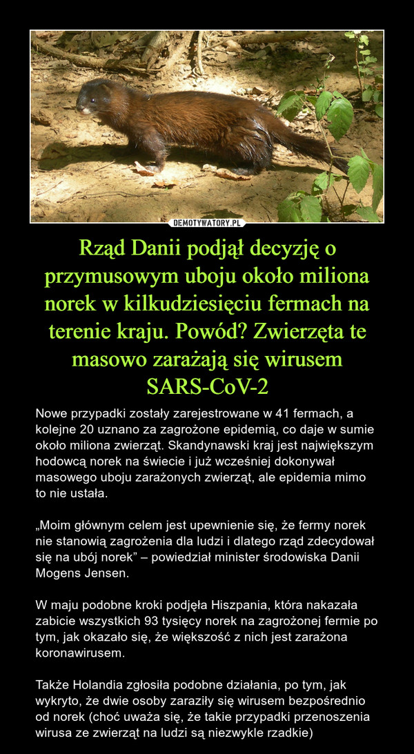 Rząd Danii podjął decyzję o przymusowym uboju około miliona norek w kilkudziesięciu fermach na terenie kraju. Powód? Zwierzęta te masowo zarażają się wirusem SARS-CoV-2 – Nowe przypadki zostały zarejestrowane w 41 fermach, a kolejne 20 uznano za zagrożone epidemią, co daje w sumie około miliona zwierząt. Skandynawski kraj jest największym hodowcą norek na świecie i już wcześniej dokonywał masowego uboju zarażonych zwierząt, ale epidemia mimo to nie ustała.„Moim głównym celem jest upewnienie się, że fermy norek nie stanowią zagrożenia dla ludzi i dlatego rząd zdecydował się na ubój norek” – powiedział minister środowiska Danii Mogens Jensen.W maju podobne kroki podjęła Hiszpania, która nakazała zabicie wszystkich 93 tysięcy norek na zagrożonej fermie po tym, jak okazało się, że większość z nich jest zarażona koronawirusem.Także Holandia zgłosiła podobne działania, po tym, jak wykryto, że dwie osoby zaraziły się wirusem bezpośrednio od norek (choć uważa się, że takie przypadki przenoszenia wirusa ze zwierząt na ludzi są niezwykle rzadkie) 