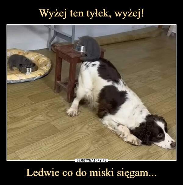 Ledwie co do miski sięgam... –  