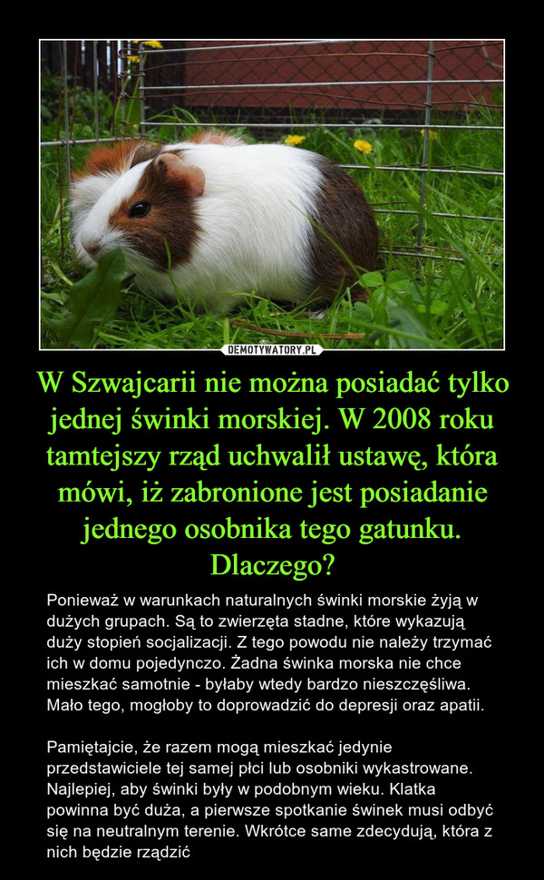 W Szwajcarii nie można posiadać tylko jednej świnki morskiej. W 2008 roku tamtejszy rząd uchwalił ustawę, która mówi, iż zabronione jest posiadanie jednego osobnika tego gatunku. Dlaczego? – Ponieważ w warunkach naturalnych świnki morskie żyją w dużych grupach. Są to zwierzęta stadne, które wykazują duży stopień socjalizacji. Z tego powodu nie należy trzymać ich w domu pojedynczo. Żadna świnka morska nie chce mieszkać samotnie - byłaby wtedy bardzo nieszczęśliwa. Mało tego, mogłoby to doprowadzić do depresji oraz apatii.Pamiętajcie, że razem mogą mieszkać jedynie przedstawiciele tej samej płci lub osobniki wykastrowane. Najlepiej, aby świnki były w podobnym wieku. Klatka powinna być duża, a pierwsze spotkanie świnek musi odbyć się na neutralnym terenie. Wkrótce same zdecydują, która z nich będzie rządzić 