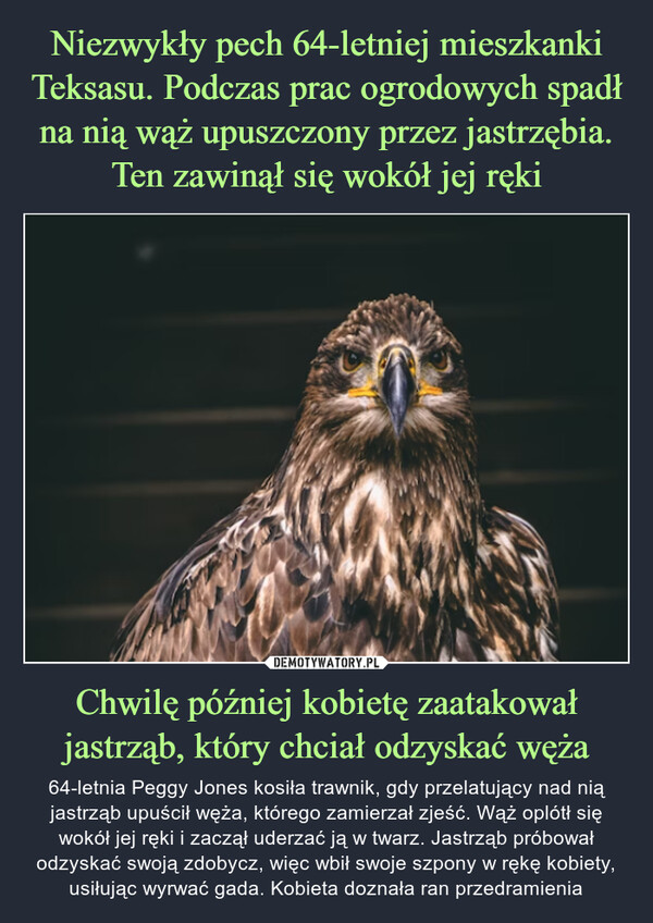 Chwilę później kobietę zaatakował jastrząb, który chciał odzyskać węża – 64-letnia Peggy Jones kosiła trawnik, gdy przelatujący nad nią jastrząb upuścił węża, którego zamierzał zjeść. Wąż oplótł się wokół jej ręki i zaczął uderzać ją w twarz. Jastrząb próbował odzyskać swoją zdobycz, więc wbił swoje szpony w rękę kobiety, usiłując wyrwać gada. Kobieta doznała ran przedramienia 