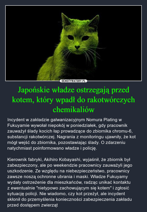 Japońskie władze ostrzegają przed kotem, który wpadł do rakotwórczych chemikaliów – Incydent w zakładzie galwanizacyjnym Nomura Plating w Fukuyamie wywołał niepokój w poniedziałek, gdy pracownik zauważył ślady kocich łap prowadzące do zbiornika chromu-6, substancji rakotwórczej. Nagrania z monitoringu ujawniły, że kot mógł wejść do zbiornika, pozostawiając ślady. O zdarzeniu natychmiast poinformowano władze i policję. Kierownik fabryki, Akihiro Kobayashi, wyjaśnił, że zbiornik był zabezpieczony, ale po weekendzie pracownicy zauważyli jego uszkodzenie. Ze względu na niebezpieczeństwo, pracownicy zawsze noszą ochronne ubrania i maski. Władze Fukuyamy wydały ostrzeżenie dla mieszkańców, radząc unikać kontaktu z ewentualnie "nietypowo zachowującym się kotem" i zgłosić sytuację policji. Nie wiadomo, czy kot przeżył, ale incydent skłonił do przemyślenia konieczności zabezpieczenia zakładu przed dostępem zwierząt 