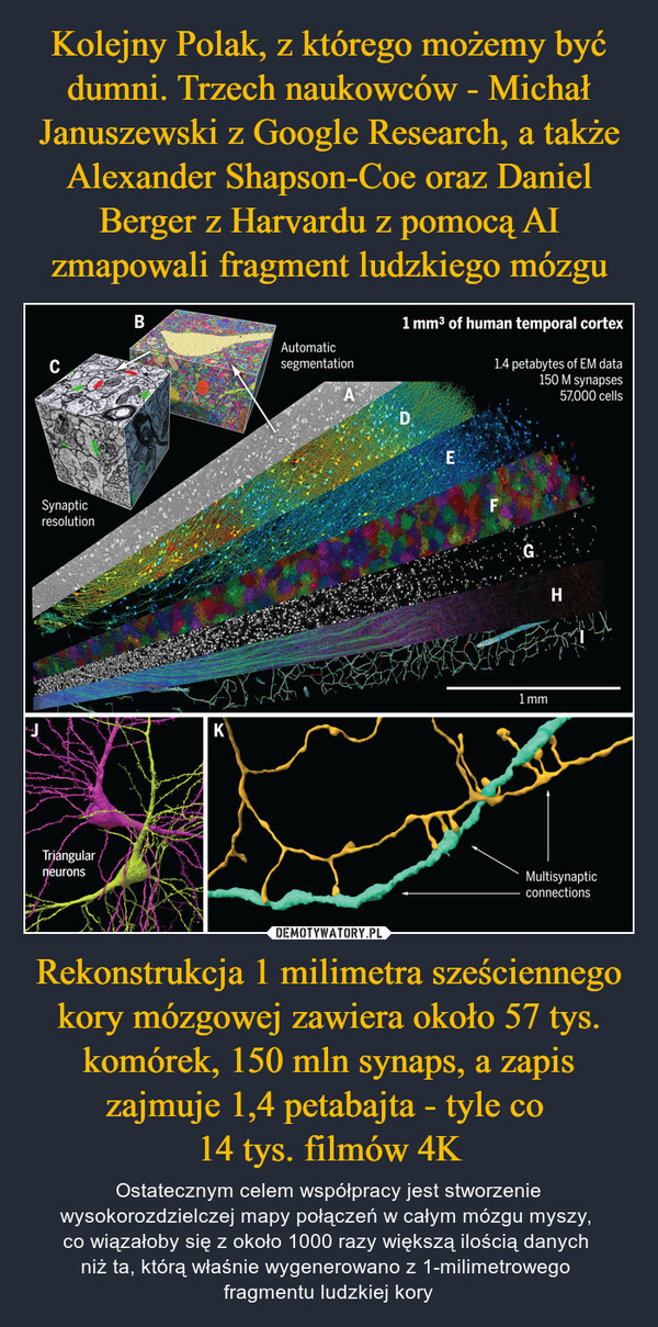 Rekonstrukcja 1 milimetra sześciennego kory mózgowej zawiera około 57 tys. komórek, 150 mln synaps, a zapis zajmuje 1,4 petabajta - tyle co 14 tys. filmów 4K – Ostatecznym celem współpracy jest stworzenie wysokorozdzielczej mapy połączeń w całym mózgu myszy, co wiązałoby się z około 1000 razy większą ilością danych niż ta, którą właśnie wygenerowano z 1-milimetrowego fragmentu ludzkiej kory CBSynapticresolutionTriangularneurons1 mm³ of human temporal cortex1.4 petabytes of EM data150 M synapses57,000 cellsAutomaticsegmentationADEFH1 mmKMultisynapticconnections