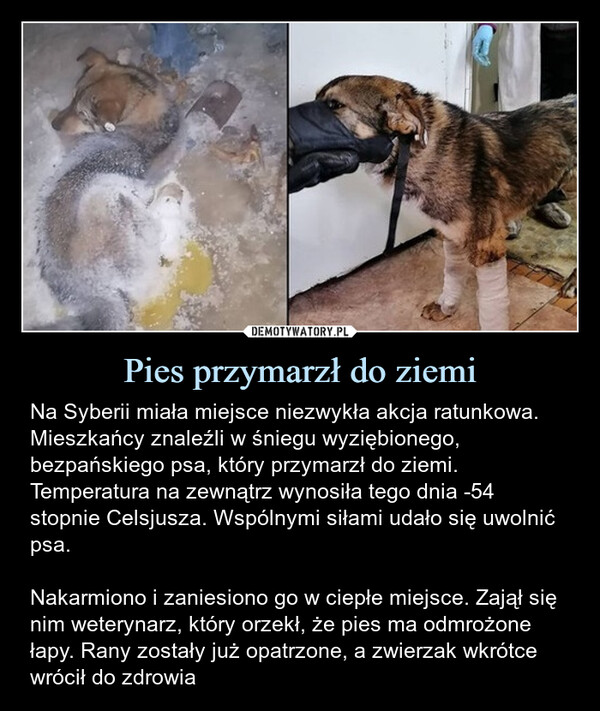 Pies przymarzł do ziemi – Na Syberii miała miejsce niezwykła akcja ratunkowa. Mieszkańcy znaleźli w śniegu wyziębionego, bezpańskiego psa, który przymarzł do ziemi. Temperatura na zewnątrz wynosiła tego dnia -54 stopnie Celsjusza. Wspólnymi siłami udało się uwolnić psa.Nakarmiono i zaniesiono go w ciepłe miejsce. Zajął się nim weterynarz, który orzekł, że pies ma odmrożone łapy. Rany zostały już opatrzone, a zwierzak wkrótce wrócił do zdrowia Na Syberii miała miejsce niezwykła akcja ratunkowa. Mieszkańcy znaleźli w śniegu wyziębionego, bezpańskiego psa, który przymarzł do ziemi. Temperatura na zewnątrz wynosiła tego dnia -54 stopnie Celsjusza. Wspólnymi siłami udało się uwolnić psa.