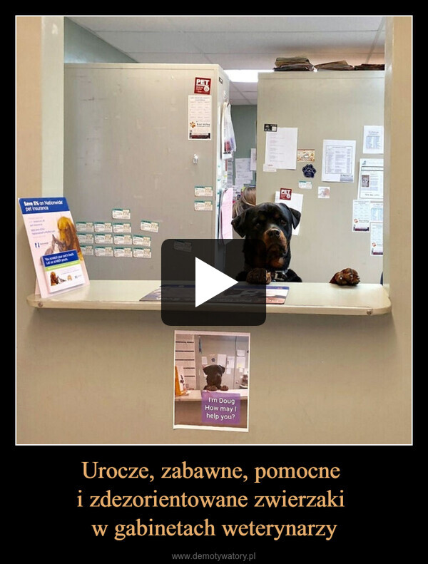 Urocze, zabawne, pomocne i zdezorientowane zwierzaki w gabinetach weterynarzy –  Save 5% on Nationwidepet insuranceYou scratch your pet's backLet us soulch yoursPET79I'm DougHow may Ihelp you?