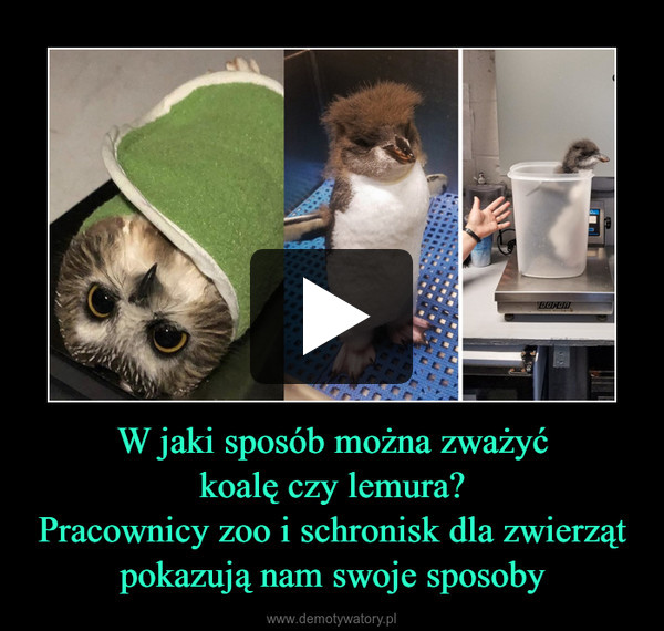 W jaki sposób można zważyćkoalę czy lemura?Pracownicy zoo i schronisk dla zwierząt pokazują nam swoje sposoby –  